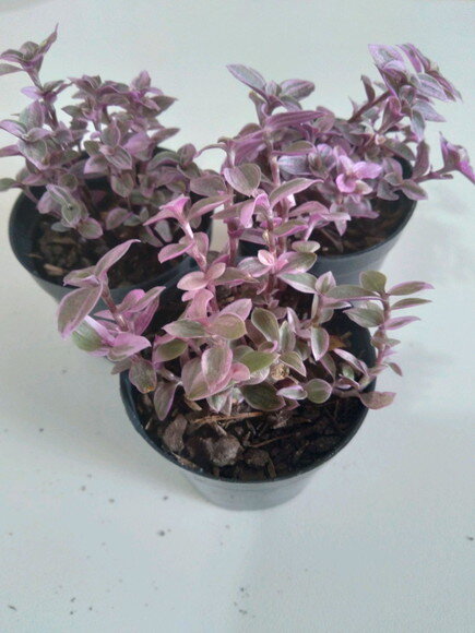Callisia Repens- Suculenta Pink Lady