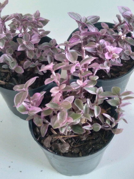 Callisia Repens- Suculenta Pink Lady