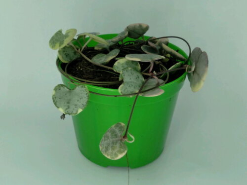 Coração Emaranhado Variegata em Pote 9