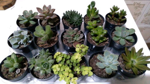 Kit 15 Mini Suculentas Variadas