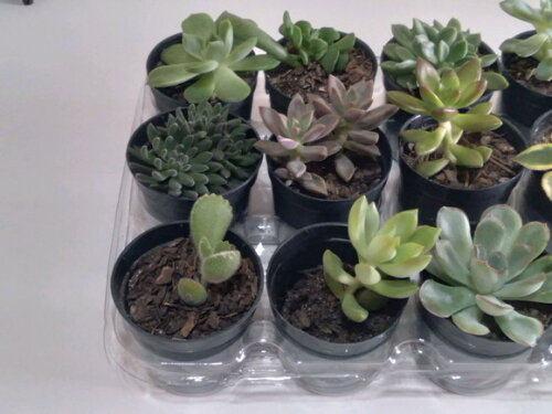 Kit 15 Mini Suculentas Variadas