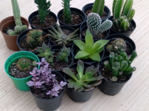 Kit 9 Mini-cacto + 6 Suculentas