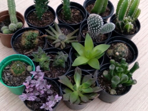 Kit 9 Mini-cacto + 6 Suculentas