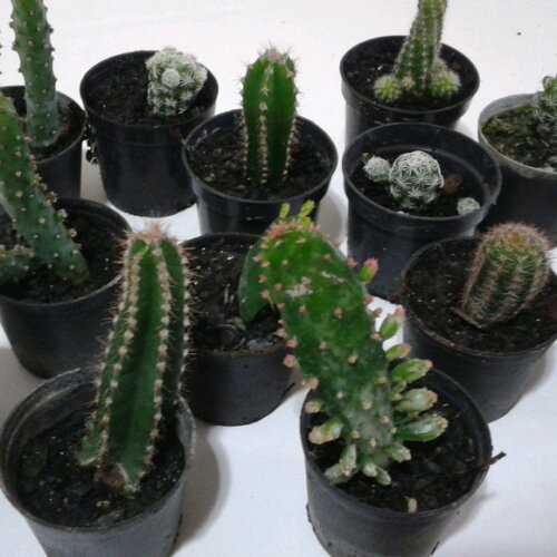 Kit com 5 Mini-cactos Variados