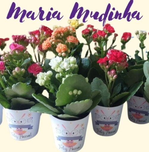 Lembrancinha Mini-kalanchoe Cores Variadas - Pote 6