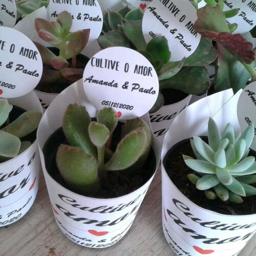 Lembrancinha Suculenta-rotulo Branco