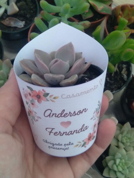 Mini Suculenta no Rótulo Branco- Casamento