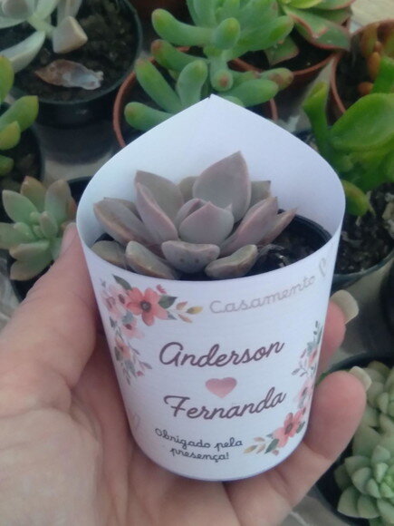 Mini Suculenta no Rótulo Branco- Casamento