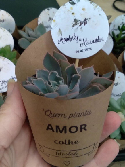 Mini Suculenta no Rótulo com Tag Personalizada