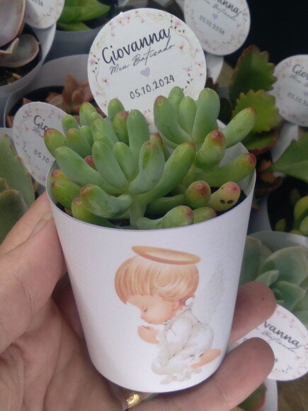 Mini Suculenta no Rótulo com Tag- Batizado Anjo