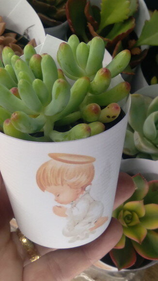 Mini Suculenta no Rótulo com Tag- Batizado Anjo