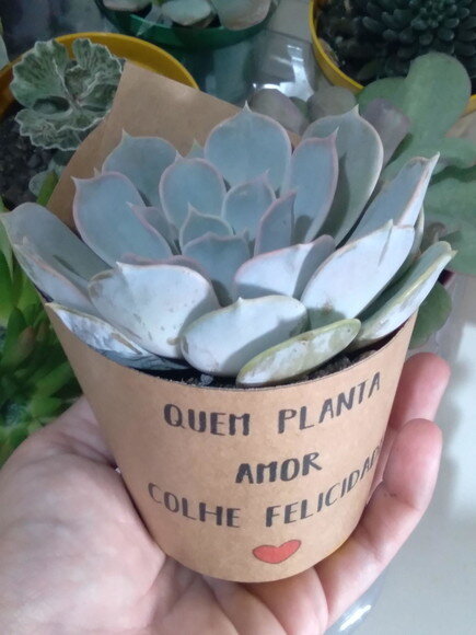 Mini Suculenta no Rótulo Kraft