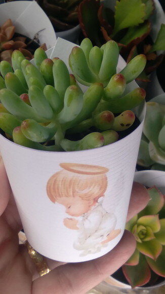 Mini Suculenta no Rótulo com Tag- Batizado Anjo