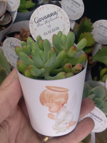 Mini Suculenta no Rótulo com Tag- Batizado Anjo