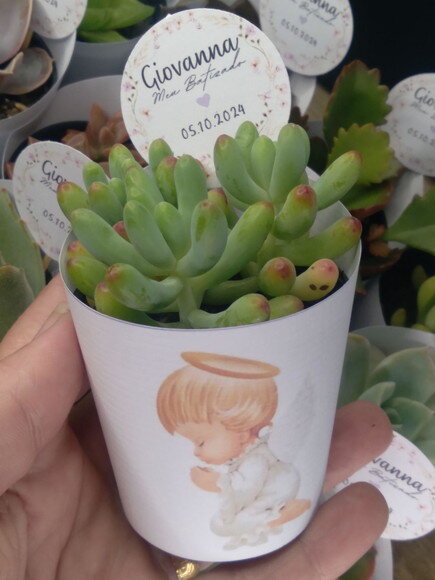 Mini Suculenta no Rótulo com Tag- Batizado Anjo