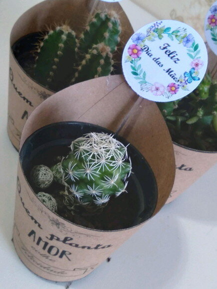 Mini-cactos no Rótulo Kraft