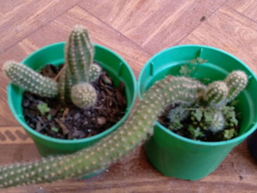 Mini-cacto Amendoim