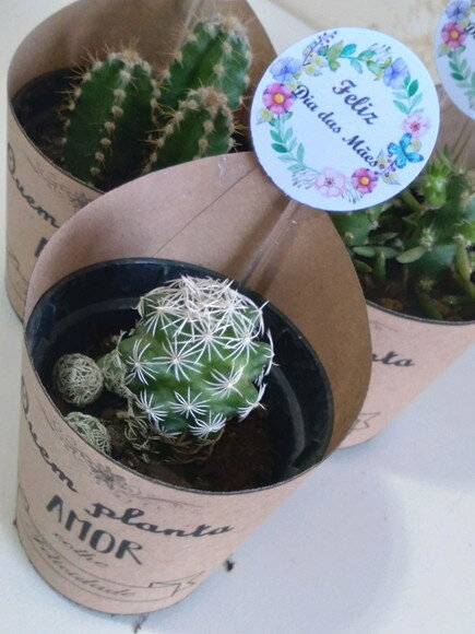 Mini-cactos no Rótulo Kraft