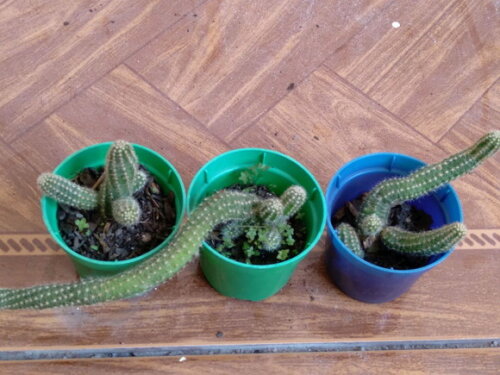 Mini-cacto Amendoim