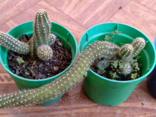 Mini-cacto Amendoim