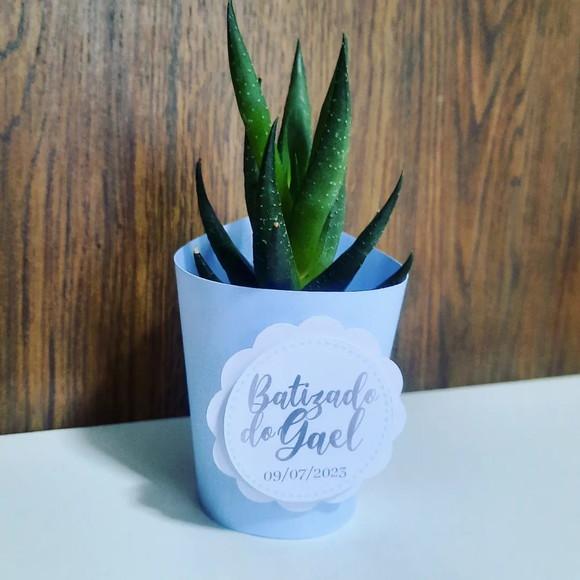 10 Saias 3D para Suculenta Mini Batizado (não Acomp. Planta)