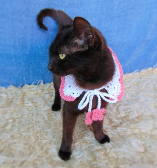 Colar para Gato