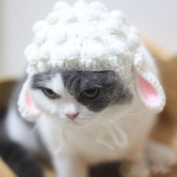 Fantasia Ovelha para Gato