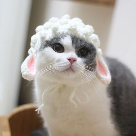 Fantasia Ovelha para Gato