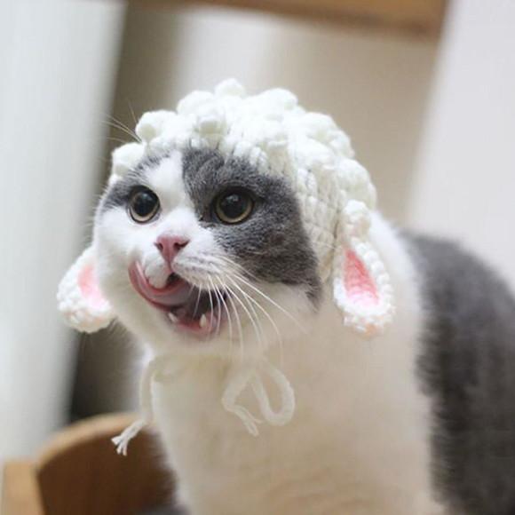 Fantasia Ovelha para Gato