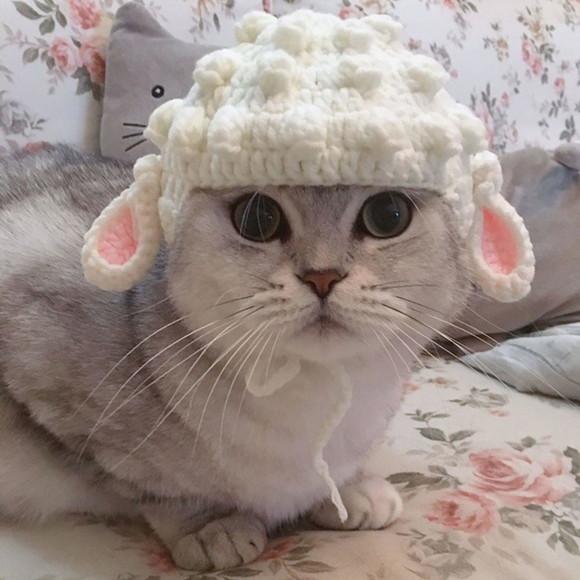 Fantasia Ovelha para Gato