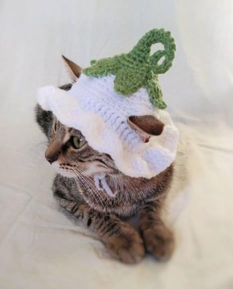 Fantasia para Gato