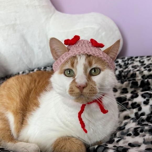 Fantasia para Gato