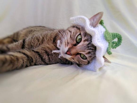 Fantasia para Gato
