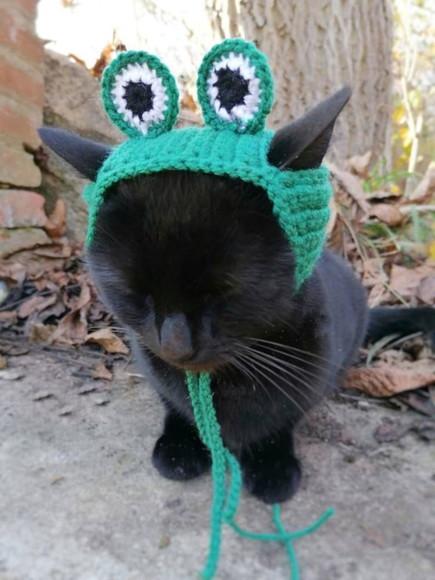 Fantasia Sapinho para Gato