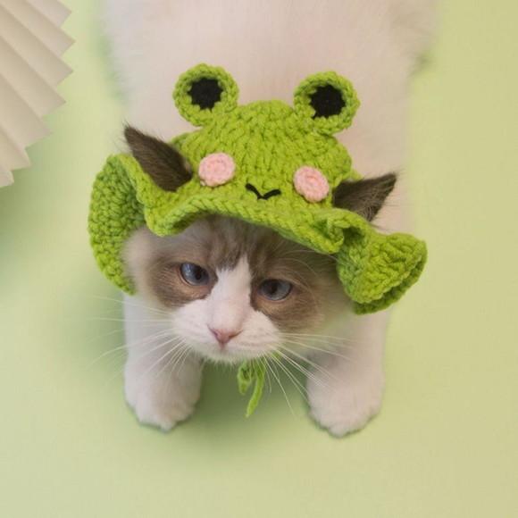 Fantasia Sapinho para Gato