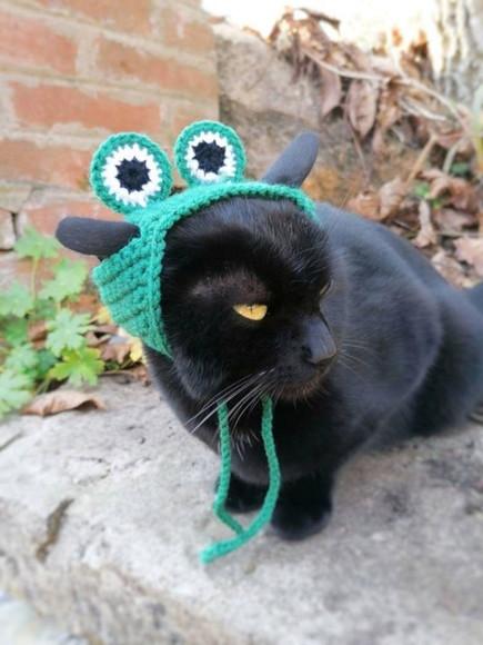 Fantasia Sapinho para Gato