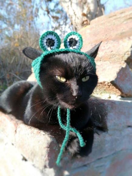 Fantasia Sapinho para Gato