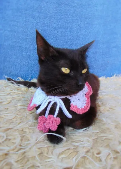 Colar para Gato