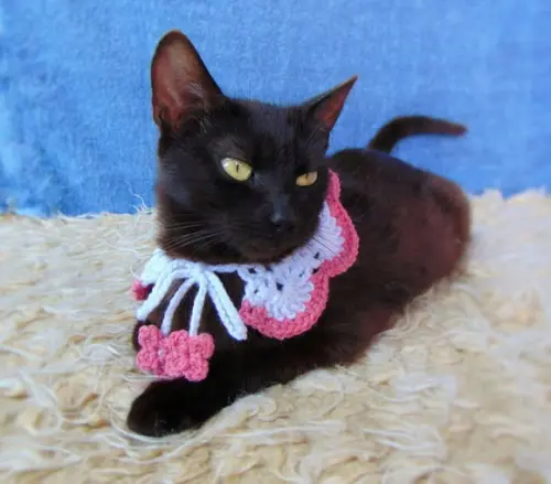 Colar para Gato