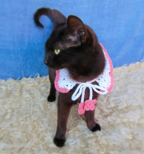 Colar para Gato