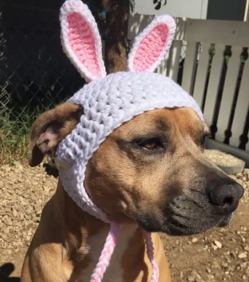 Fantasia Coelho para Cachorro