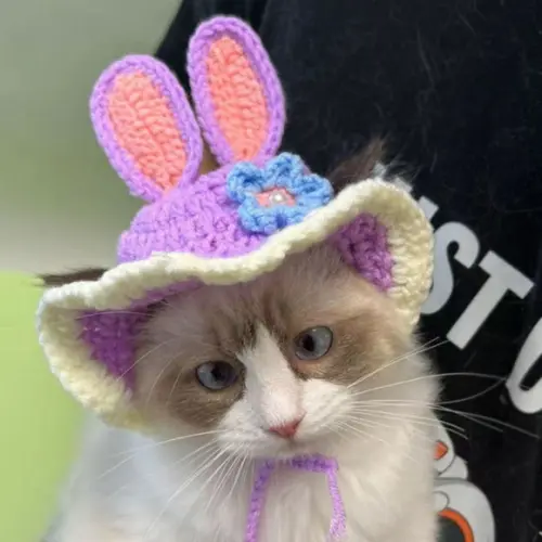 Fantasia Coelho para Gato