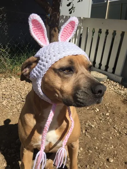 Fantasia Coelho para Cachorro