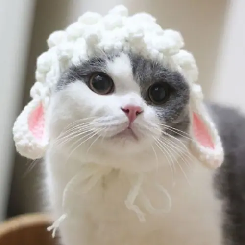 Fantasia Ovelha para Gato