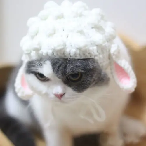 Fantasia Ovelha para Gato