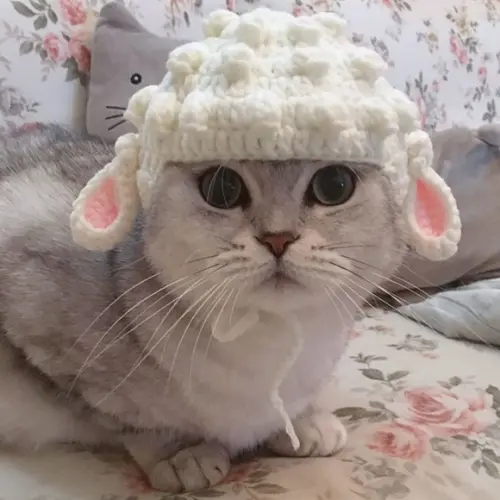 Fantasia Ovelha para Gato