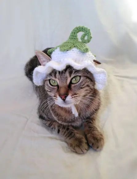 Fantasia para Gato