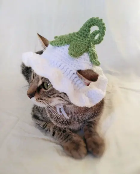 Fantasia para Gato