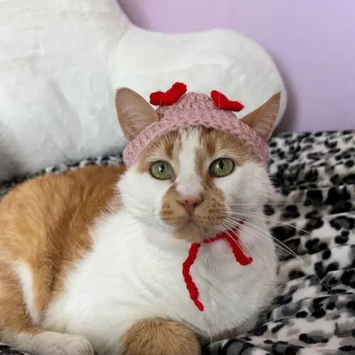 Fantasia para Gato