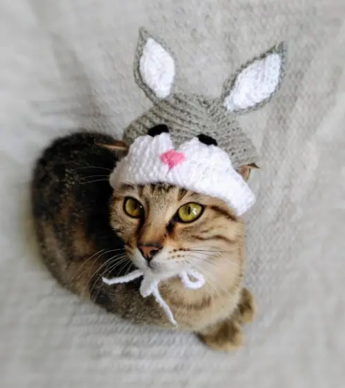 Fantasia para Gato